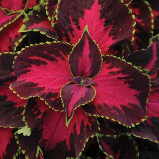 Chocolate Covered Cherry Coleus Thumbnail